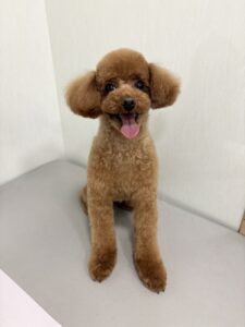 ライムくんのトリミング写真