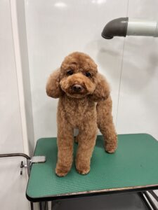 ラテくんのトリミング写真