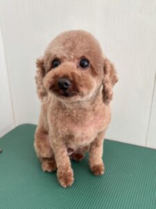 ラテくんのトリミング写真
