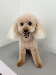 ラムちゃんのトリミング写真