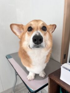 ラルフくんのトリミング写真
