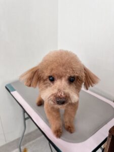 ロビィくんのトリミング写真