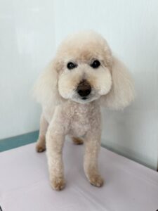 ロビンちゃんのトリミング写真