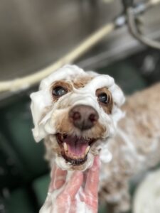 くりおくんのトリミング写真