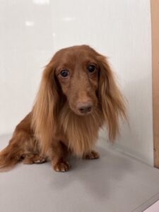 和ノ助くんのトリミング写真