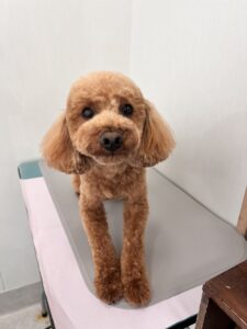 栗(くり)くんのトリミング写真