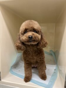 茶太郎(ちゃたろう)くんのトリミング写真