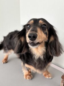 ひなちゃんのトリミング写真