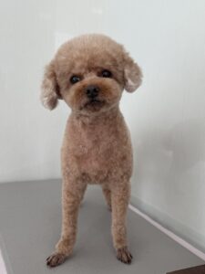 ３月１日のわんこたちの写真