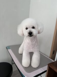 ハッピーくんのトリミング写真