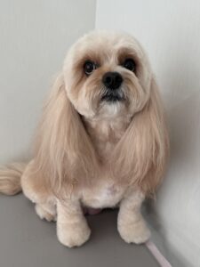 3月2日のわんこたちの写真