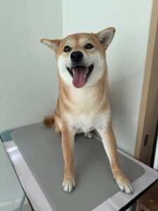 杏(あん)ちゃんのトリミング写真