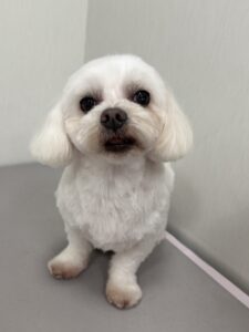 ハルくんのトリミング写真