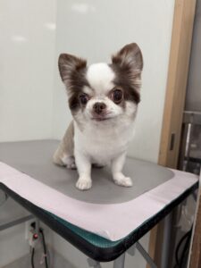 モカちゃんのトリミング写真