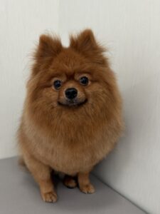 3月3日のわんこたちの写真