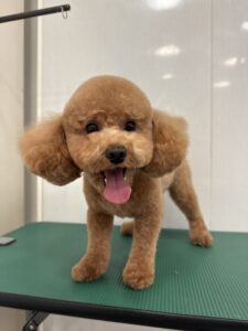 ルルくんのトリミング写真