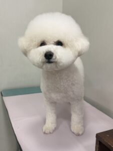 ペネロペくんのトリミング写真