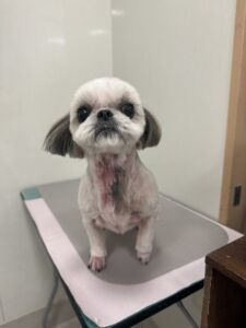 ゆめちゃんのトリミング写真