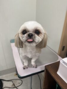 あめちゃんのトリミング写真
