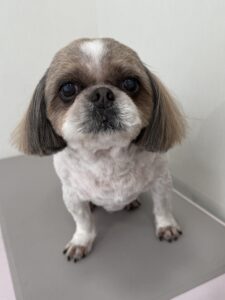 ピッポくんのトリミング写真