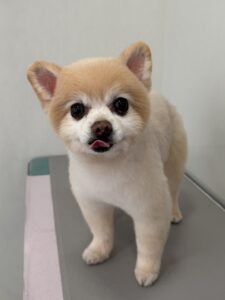 チロくんのトリミング写真
