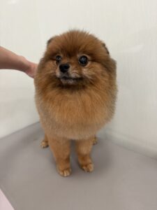 3月8日のわんこたちの写真