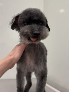 シオンくんのトリミング写真