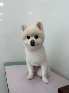 3月9日のわんこたちの写真