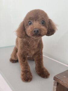 3月10日のわんこたちの写真