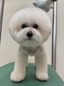 バニラくんのトリミング写真