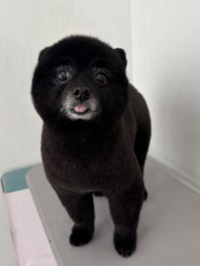 3月12日のわんこたちの写真