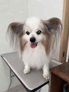 3月15日のわんこたちの写真