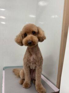 海 (うみ)ちゃんのトリミング写真