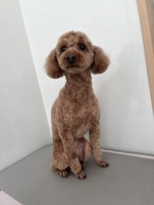 くるみちゃんのトリミング写真