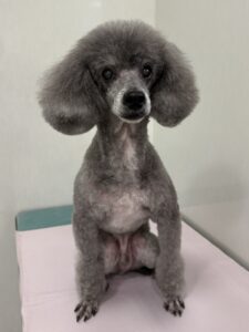 エディくんのトリミング写真