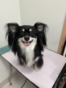 レナちゃんのトリミング写真