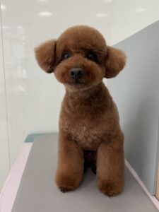 李(もも)くんのトリミング写真