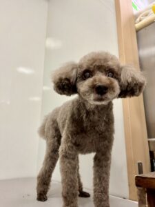 ルエルくんのトリミング写真
