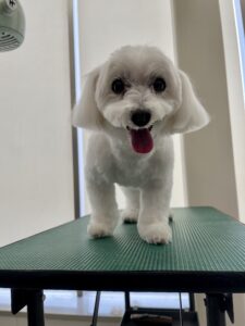 3月5日のわんこたちの写真