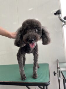 コタローくんのトリミング写真