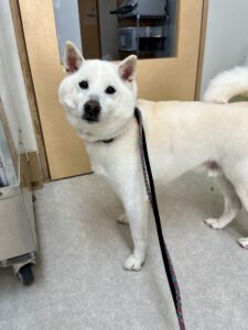 マサハルくんのトリミング写真