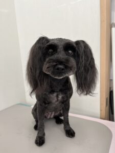 3月11日のわんこたちの写真