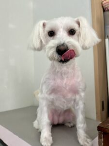 3月14日のわんこたちの写真