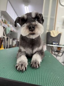 3月23日のわんこたちの写真
