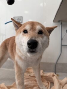 リオンくんのトリミング写真