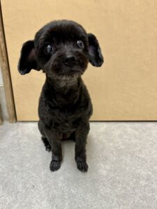 あずきちゃんのトリミング写真