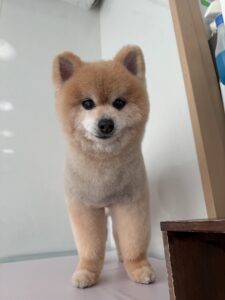こじろーくんのトリミング写真