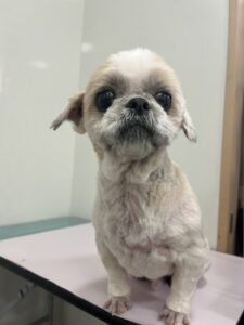 なな男くんのトリミング写真