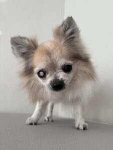 くっきぃ～ちゃんのトリミング写真