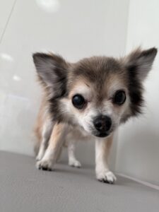 cocoa(ココア)ちゃんのトリミング写真